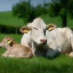 公寓 Vakantieboerderij Tergracht - T Huuske 埃彭